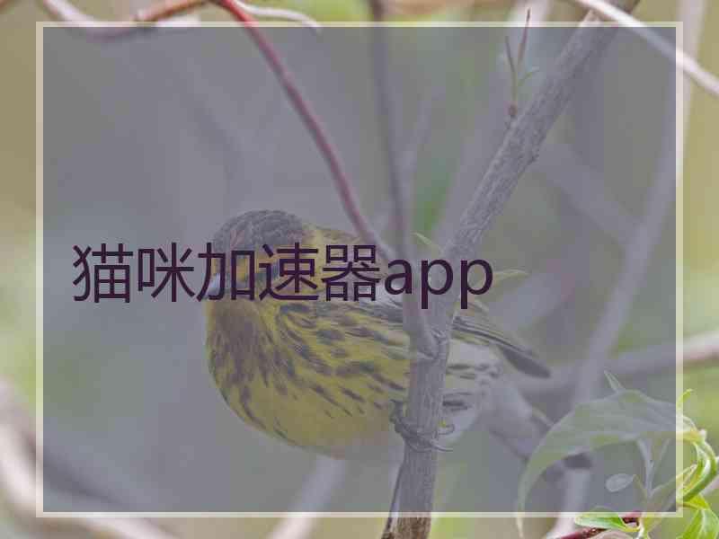 猫咪加速器app