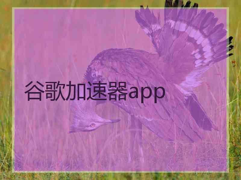 谷歌加速器app