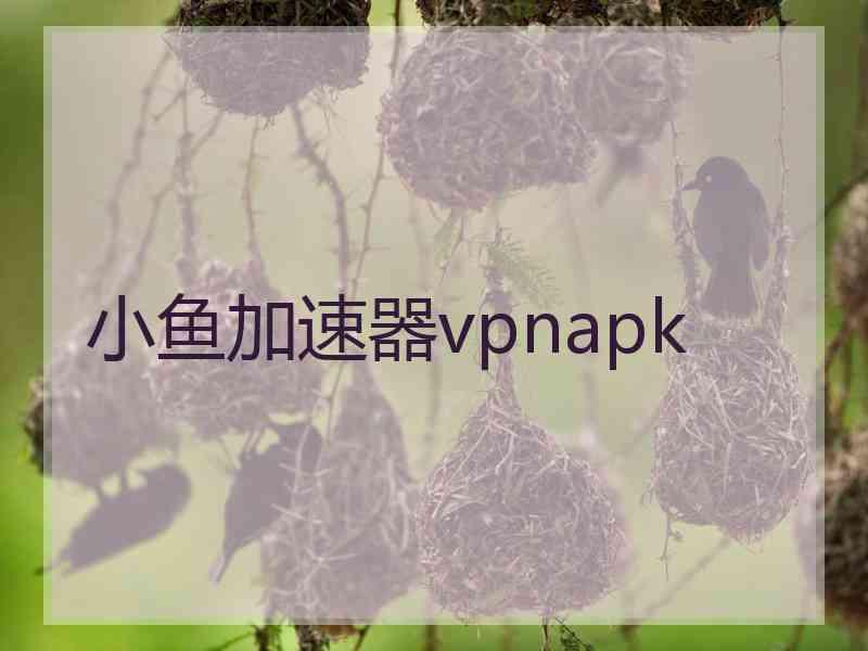 小鱼加速器vpnapk